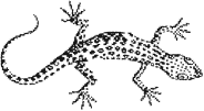 LAYKUR